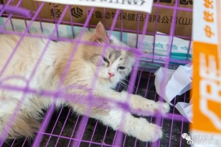 猫咪不吃饭 分析猫食欲不振的这10个真相