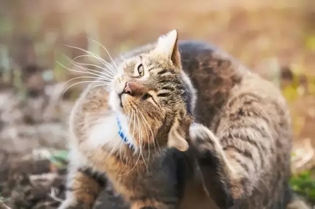 英短猫和美短猫，傻傻分不清楚？弄清楚这几点，让你轻松辨别两种猫