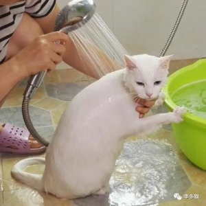 猫咪口腔长溃疡 猫咪口腔长溃疡怎么办？