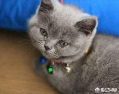 十大颜值最高的猫：为什么猫咪生产后伸舌头？猫咪在生产后伸舌头通常是为了清洁它们的幼崽和母乳喂养器