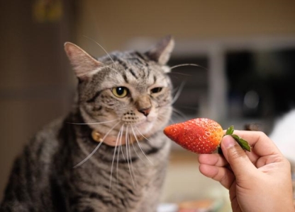 担心猫咪患毛球症？亲自动手种猫草，能带来诸多好处，有4种效果