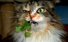 猫咪不吃饭，该解决办法？才能让猫咪乖乖进