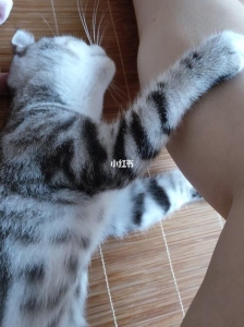 猫咪产后出血多长时间正常猫咪出血后多长时间生产