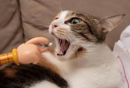 猫咪产后出血多长时间正常猫咪出血后多长时间生产