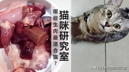 猫咪产后出血多长时间正常猫咪出血后多长时间生产