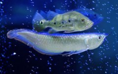 深海安康鱼长相虽丑但营养很丰富有海中鹅肝