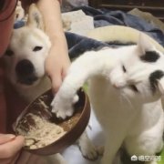 猫为什么这么热衷于洗脸？有何谜团？猫咪洗脸有四大因数