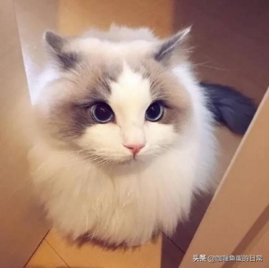 猫为什么这么热衷于洗脸？有何谜团？猫咪洗脸有四大因数