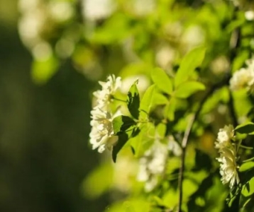 植物与根际微生物间有了通信系统