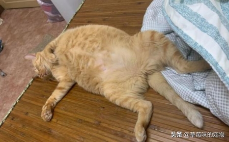 蓝猫价格表，价格差距大吗？猫的价格是根据什么来判定的呢？