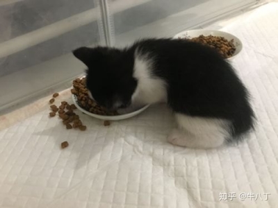 蓝猫价格表，价格差距大吗？猫的价格是根据什么来判定的呢？