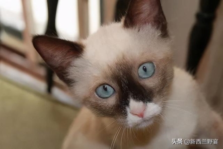 为小奶猫洗澡：注意事项一览