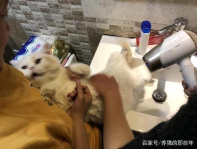 猫咪眼睛发炎红肿、流泪该怎么办？了解真相，铲屎官可以这样应对 猫咪眼睛红肿流泪怎么缓解