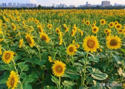 5月荷兰旅游攻略荷兰旅游的必备指南