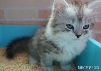 猫咪年龄换算大法：你家猫咪年龄可能比你还大？