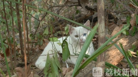 猫眼睛流泪怎么办？猫咪泪痕如何医治？如何清洁猫咪眼睛？