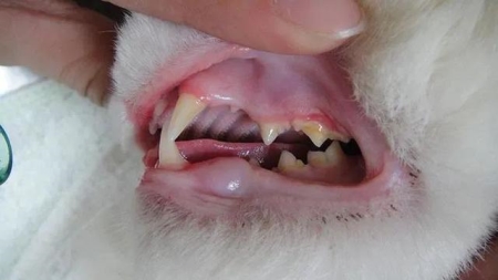 怎么用阿莫西林给猫治感冒？猫感冒吃阿莫西林用量