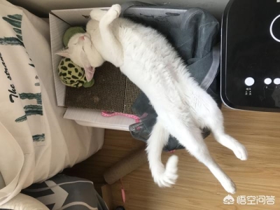 全黑的猫还是比较少见的，养黑猫有什么说法？