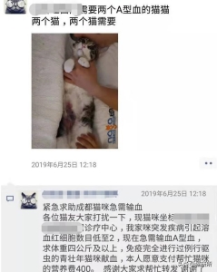 猫咪最喜欢吃什么食物？以下6种是猫咪的最爱