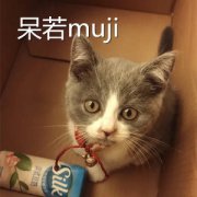 猫咪肠胃炎怎么调理才会好？采取这些方法来护理猫咪的肠胃