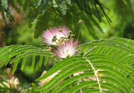 百合科植物有哪些百合科植物有哪些主要特征