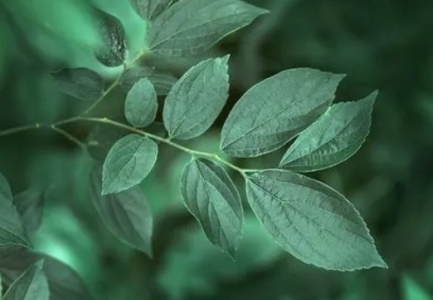 龙棕是裸子植物还是被子植物 龙棕是裸子植物