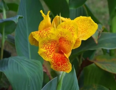 红杉是裸子植物红豆杉 裸子植物还是被子植物