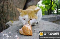 美短还是狸花猫？不要被骗了，5个方面就可以区分开来