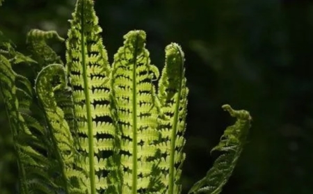 蕨类植物怎么浇水？蕨类植物浇水注意事项 