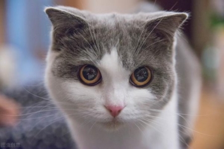 哺乳期小猫遇到脱水的问题怎么办？