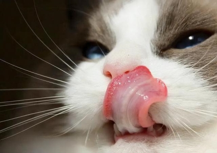 哺乳期小猫遇到脱水的问题怎么办？