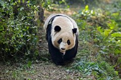 世界什么动物最大世界上什么动物最大？排名