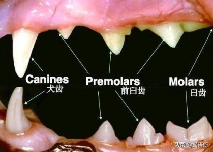 养英短渐层猫需要注意什么？一个月需要开支多少？