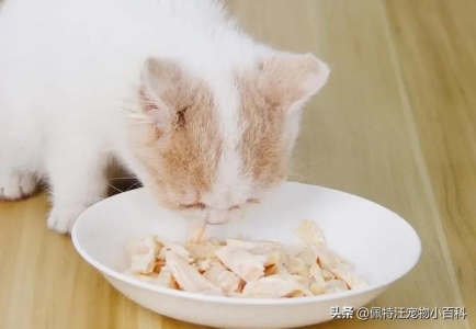 猫咪的补水平常养护，你都做到位了吗？如何让猫咪爱上喝水？