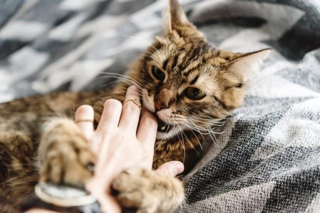 怎么清除地毯被褥里的猫尿的臭味？清除地毯被褥里的猫尿的臭味方法