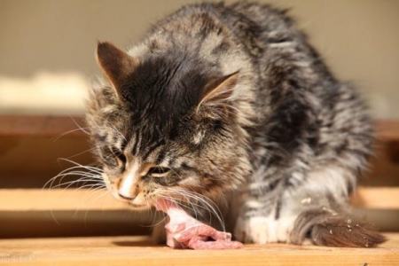 为什么都愿意在家给我猫咪洗澡？自己养猫后，仿佛知道了答案