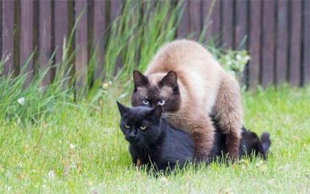 为什么都愿意在家给我猫咪洗澡？自己养猫后，仿佛知道了答案