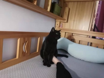 为什么都愿意在家给我猫咪洗澡？自己养猫后，仿佛知道了答案