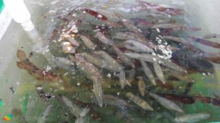 什么是常见的两栖动物两栖动物的定义