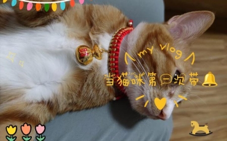 怎么样才能既省钱，又能够提高猫咪的生活品质呢？