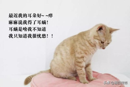 4个月的幼猫一天要吃多少猫粮？假如家里的幼猫营养不良怎么办？