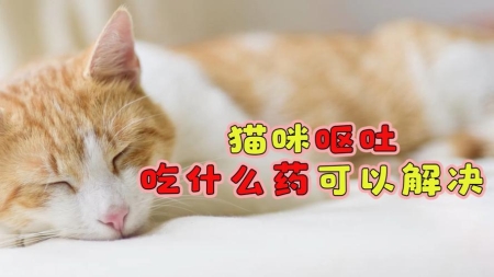 猫咪患了耳螨怎么办？如何治好耳螨？学会这几招，轻松应对