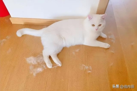 刚出生的小奶猫怎么养？最实用的奶猫喂养攻略