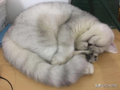 猫咪发出的咕噜声有这8个含义，你知道吗？