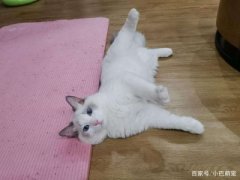 猫咪早上粘人一直叫，必须摸摸头