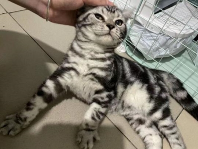 猫咪怀孕了，需要进补吗？如何进补呢？