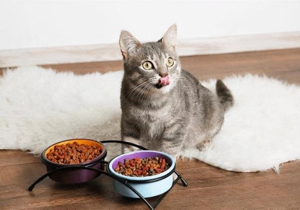 猫咪怀孕了，需要进补吗？如何进补呢？
