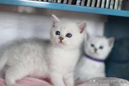 为什么会有重点色的猫咪？这是与基因有关，是酪氨酸酶的突变引起的