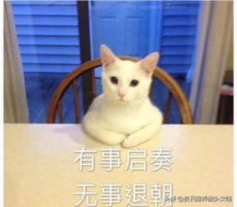 猫的牙掉了有何影响？还能吃饭吗？