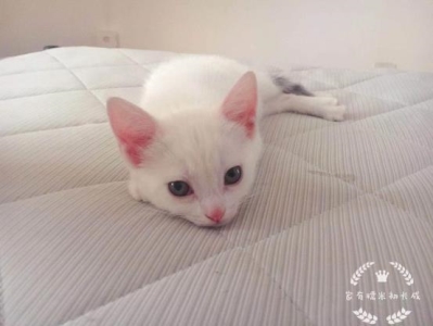 猫咪身上的白色部分可以分布在哪里?关于猫咪白斑分布的问题